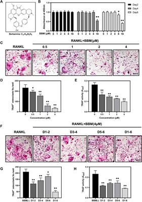 Berbamine inhibits RANKL- and M-CSF-mediated osteoclastogenesis and alleviates ovariectomy-induced bone loss